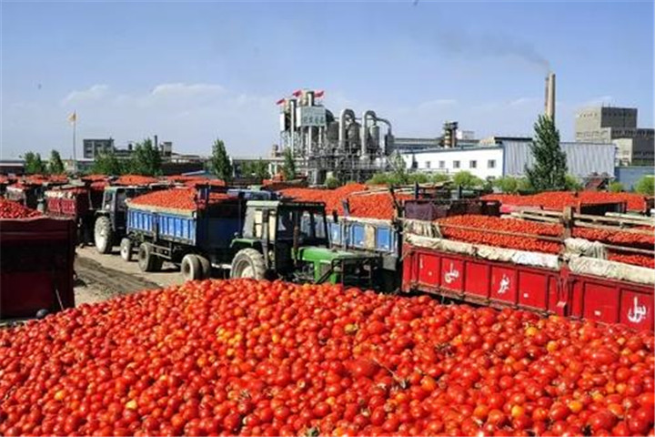 打臉歐盟瞭？“碰瓷”棉花和番茄後，美國自新疆進口大增113％-圖2