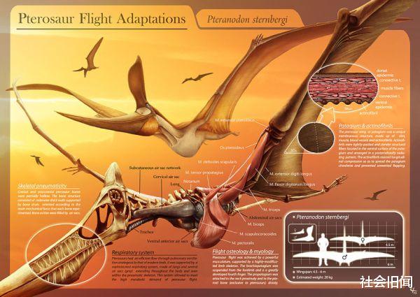 如果龙真实存在,它没有翅膀应该如何飞行,物理学可以有合理的解释