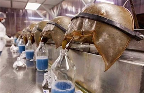  人类管好自己的生存就好了，为什么要重视动植物？