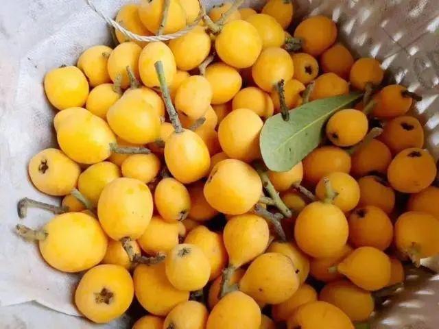 四川卫视 枇杷黄了！成都及周边采摘地图，收藏