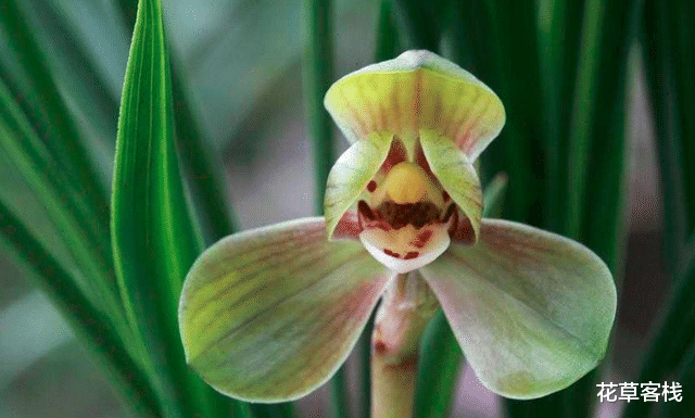花草客栈 兰花瓣型详细解说，快来看看您养的兰花是什么瓣型（一）