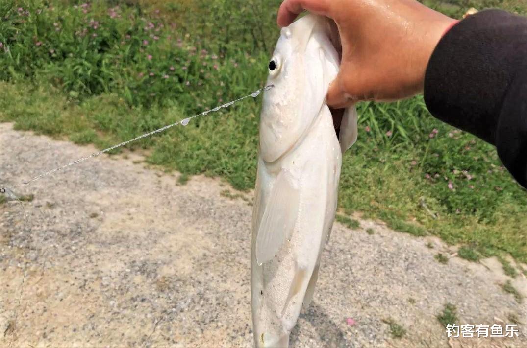 鲢鳙|钓鲢鳙其实不难，注意2点规则，新手照样爆护