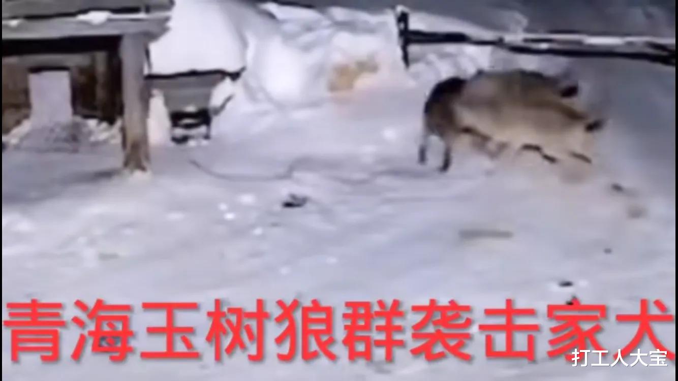 打工人大宝 青海玉树：家犬勇斗群狼，寡不敌众结局悲惨，网友：主人死哪里？