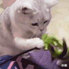 多巴胺|为什么泫雅的身材从来没有崩过？