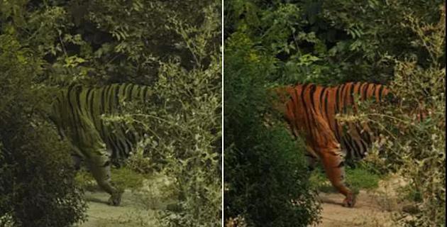 老虎 说好的保护色，为何老虎的毛发颜色如此显眼？