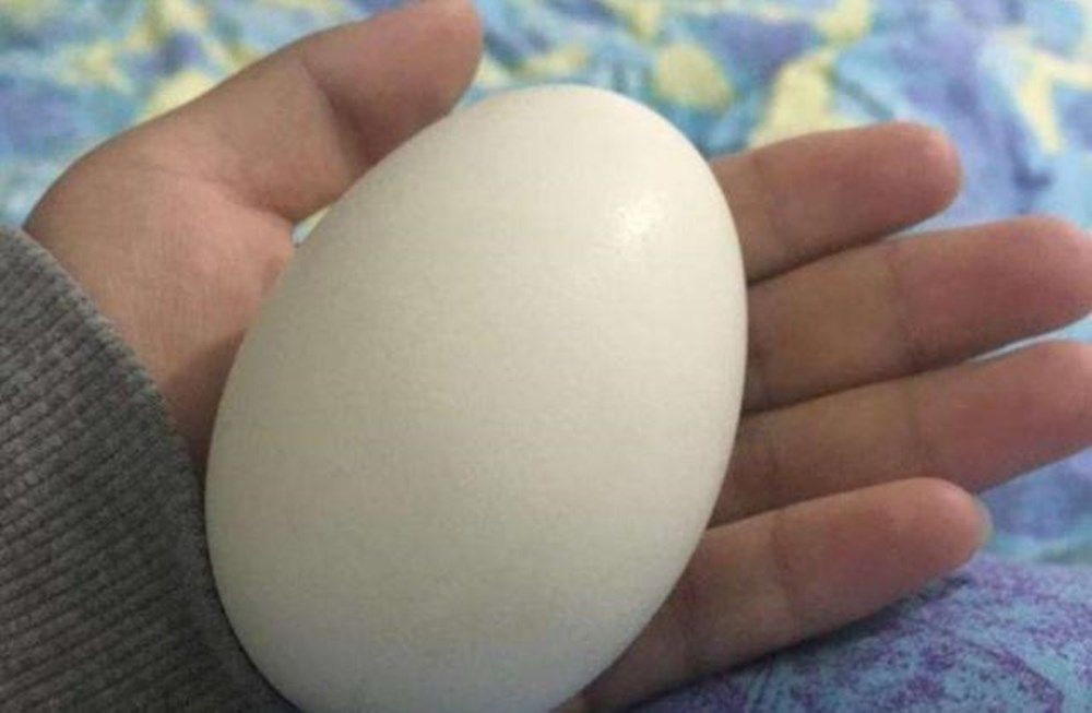 宝宝树|鸡蛋、鸭蛋、鹌鹑蛋、鸽子蛋,哪种更适合给宝宝吃?
