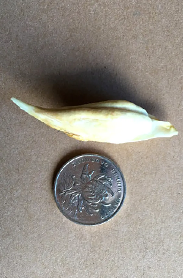 文玩|钓鱼与文玩居然是双重快乐