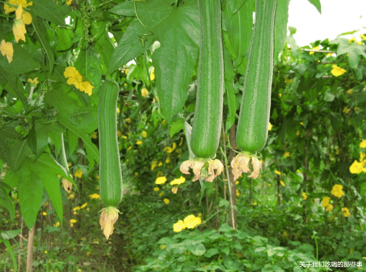 老话说“秋败茄子似毒药，秋败丝瓜胜良药”，有道理吗？涨知识了