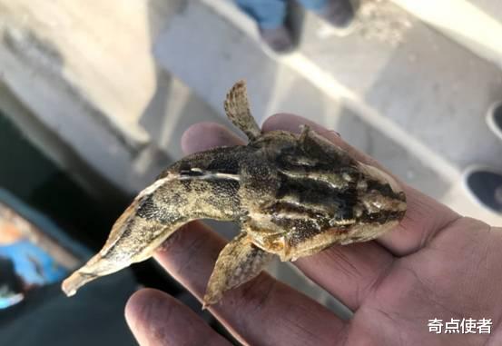 江苏省|黄河入海口发现野生松江鲈鱼，被人类吃到濒危，一斤2000元都吃不到
