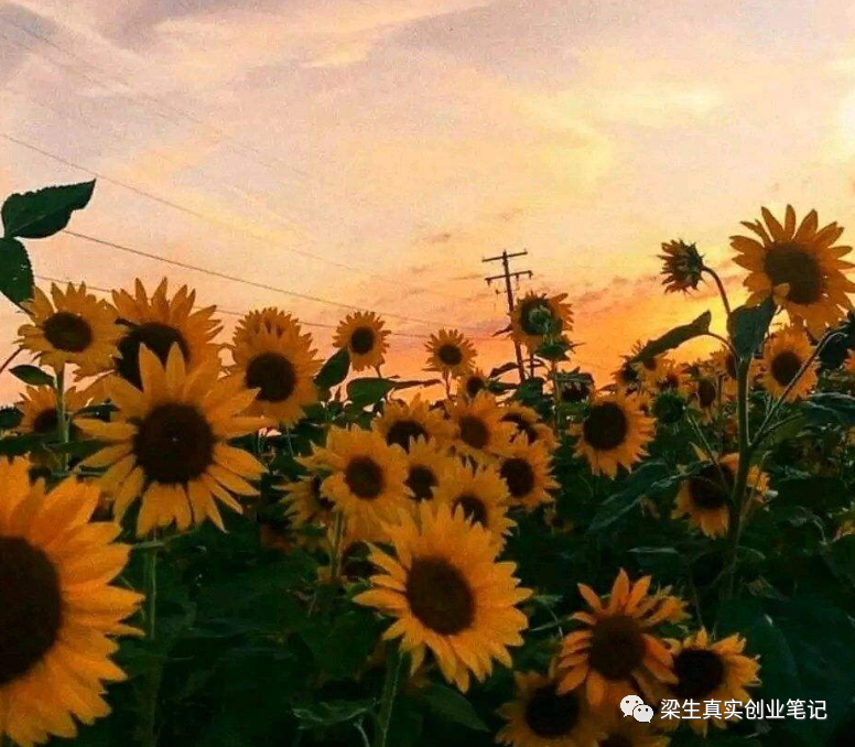 创业|自媒体网络创业副业小白新手攻略