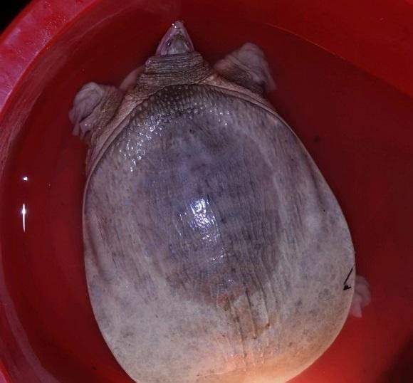 黄河|山东一男子钓上黄河鳖，全身发白有些不对劲，网友：还不快放了