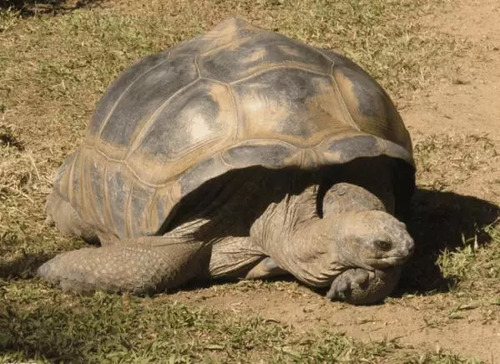 全球最能扛饿的生物,青蛙可以20个月不吃东西,还不是最厉害的