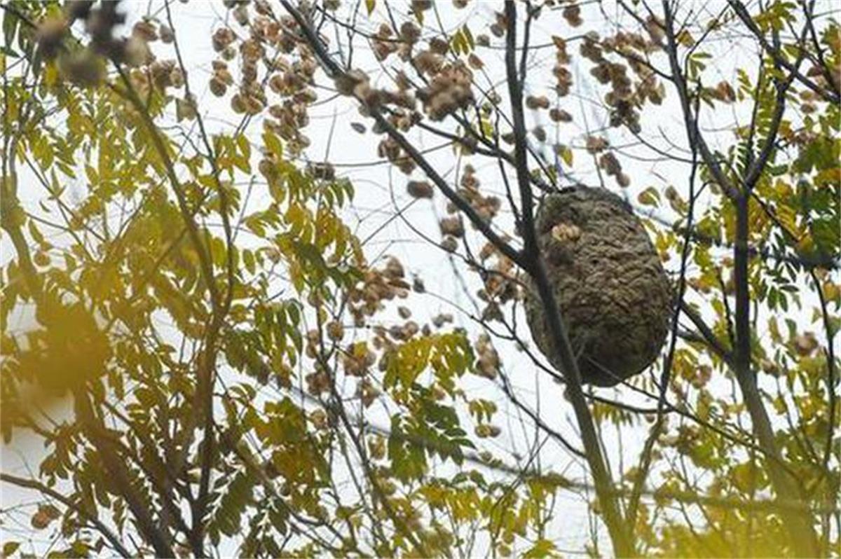 蜜蜂 杀人蜂入侵华盛顿！蜂窝巨大十分罕见，科学家：不是坏事