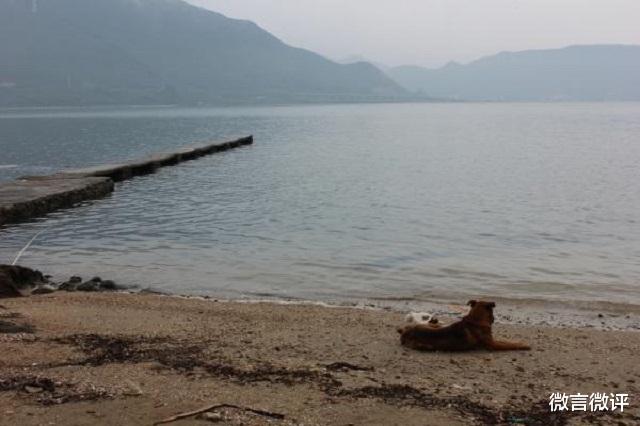 微言微评 强行给小狗拔牙，怎么就下得去狠手