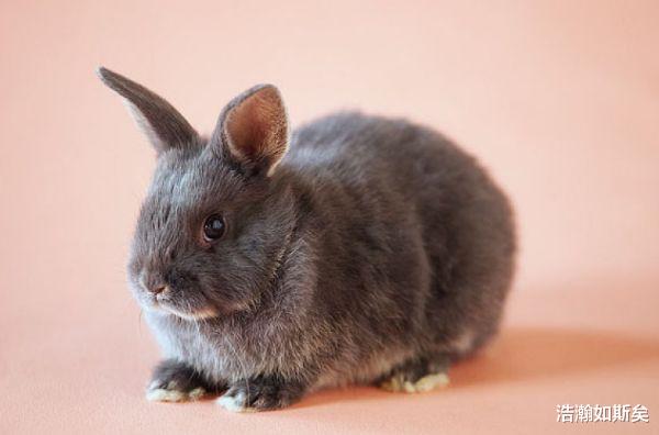 浩瀚如斯矣|8月开端，属相兔在事业上得心应手，荣华富贵春风得意