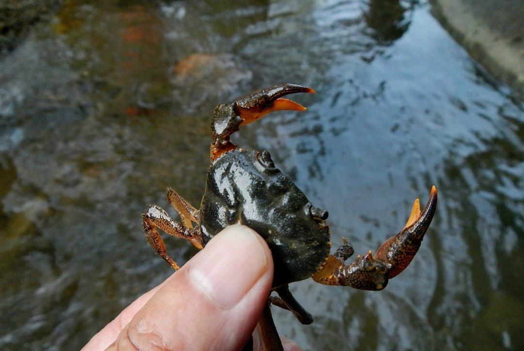 海星 4种贼“悲催”的入侵物种，跋山涉水的来，没想到差点被吃成濒危