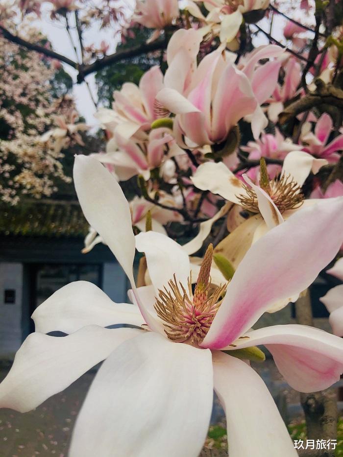 玖月旅行 世界唯一一株！陕西400多岁的古旱莲开花了，被誉为“植物熊猫”