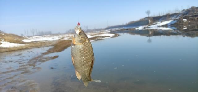 |冬季野钓，傻坐一天无鱼咬钩？给你四条建议，其实大板鲫很好钓