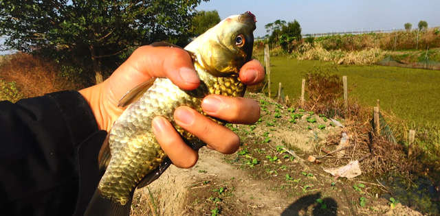 |初冬季节野钓大鲫鱼，这款酒米窝料来助你，诱钓结合渔获满满