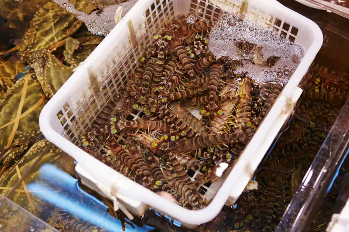 日本的基因技术，培养变种抗病对虾的品种