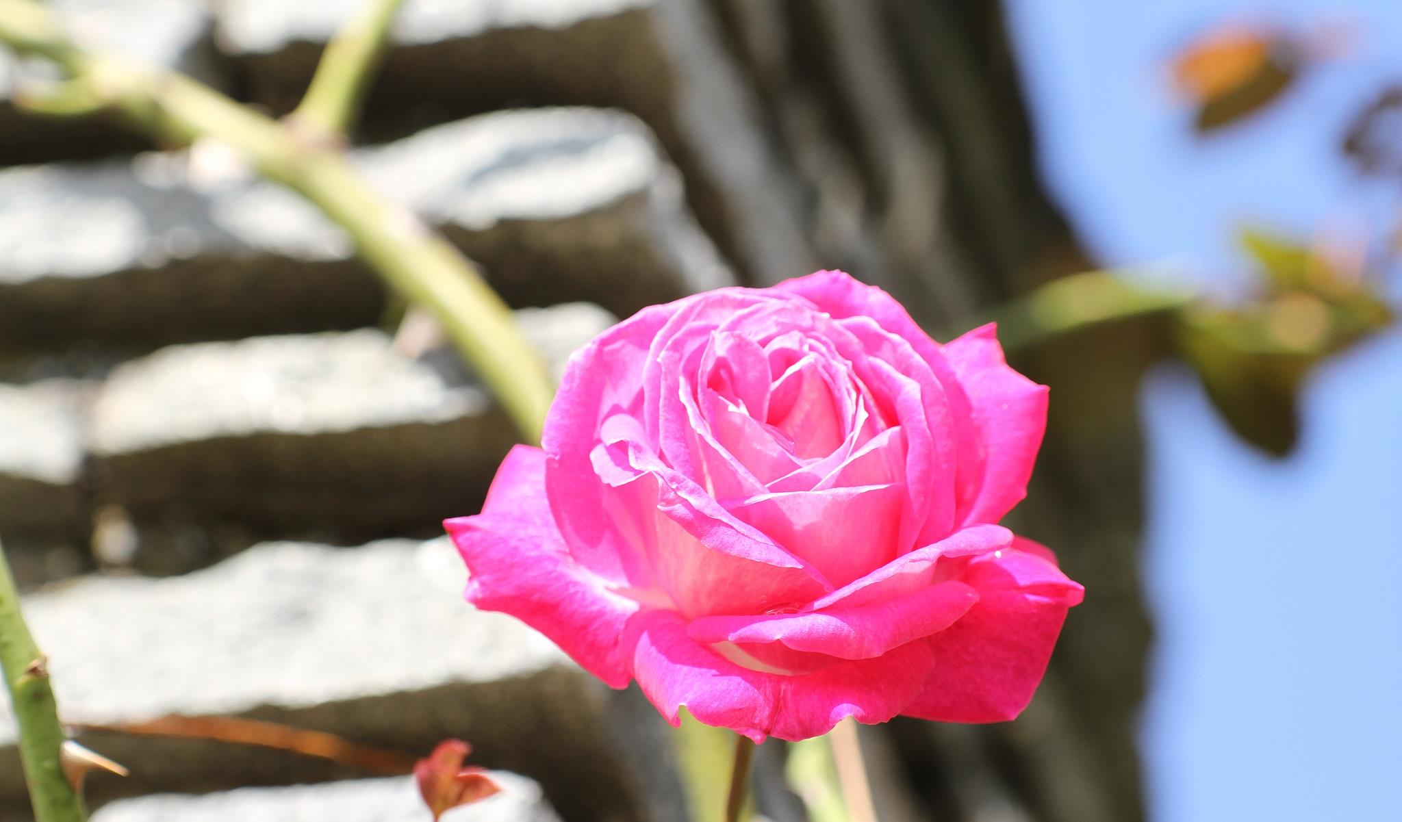 用微笑释怀|陌上相逢,情暖一生,爱而不得,就在心里想你