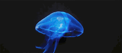 水母 “海洋毒王”祸害人类，成为世界科研难题，中国科学家却传出喜讯