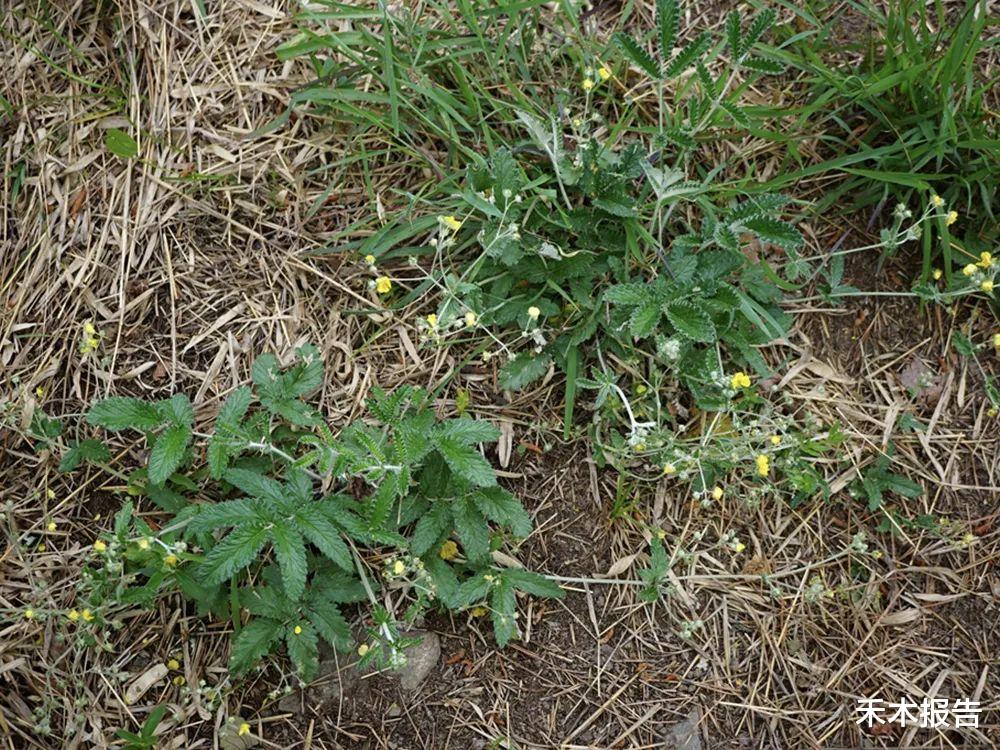 禾木报告 农村一种埋土里的“鸡腿”,儿时挖了当零食吃,如今才知价值极高