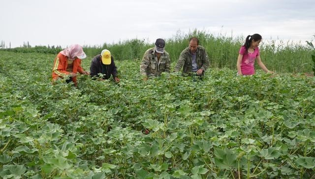 新疆棉花產量占我國87%以上，那一畝棉花可以賺多少錢？-圖3