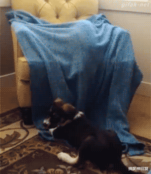 搞笑神回复|神回复:“入学第一天,怎么让同学记住我?”网友:干点奇葩事!