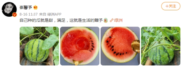 张馨予|张馨予晒自家院子16个西瓜，个大皮薄汁多，用金勺挖着吃太满足