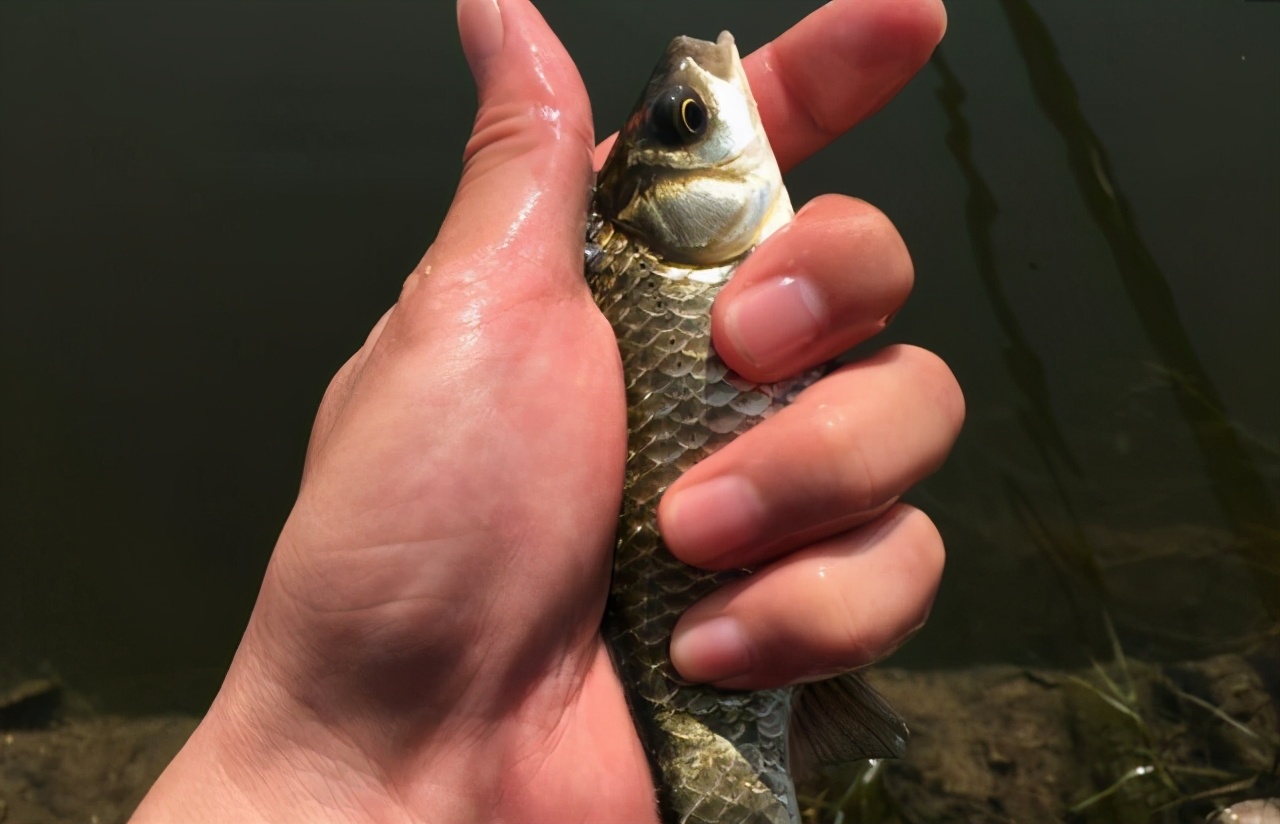 |长竿好还是短竿好？野钓和黑坑不一样，可别选错了