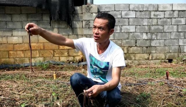 阳光语言矫正说|自从禁止电鱼之后,有人又从蚯蚓身上发现商机,具体是怎么回事?