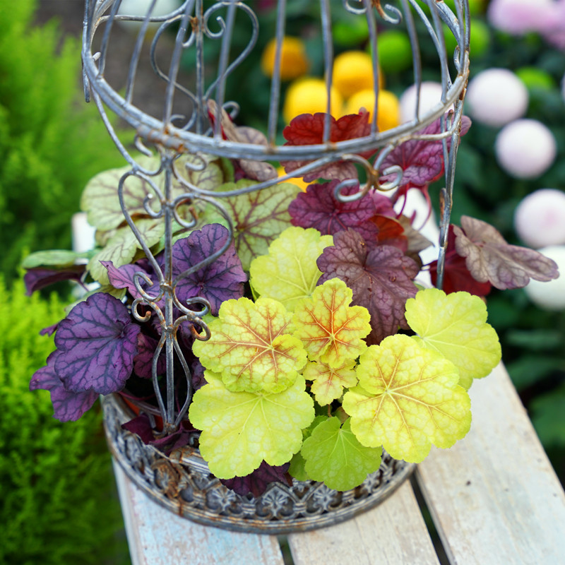 为了建花园，买了个带40㎡露台的顶楼房，入住四年如今美成了画