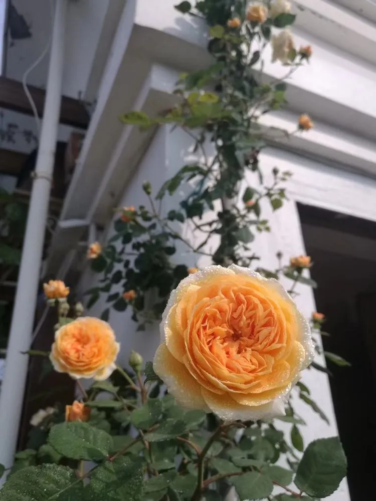 顶楼闲置138㎡露台变废为宝，3年时间变身空中小花园，不想出门了