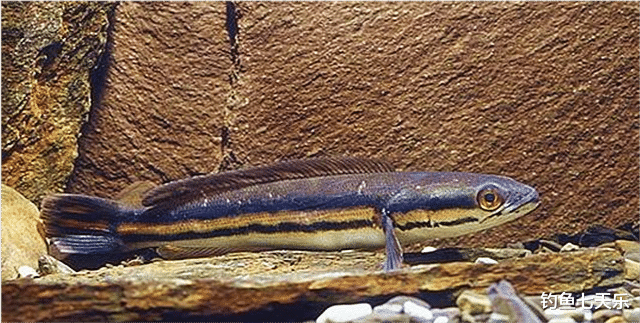 黑鱼|水塘出现奇怪“斑马鱼”，食性凶猛曾致人伤亡！钓友：快下鱼竿