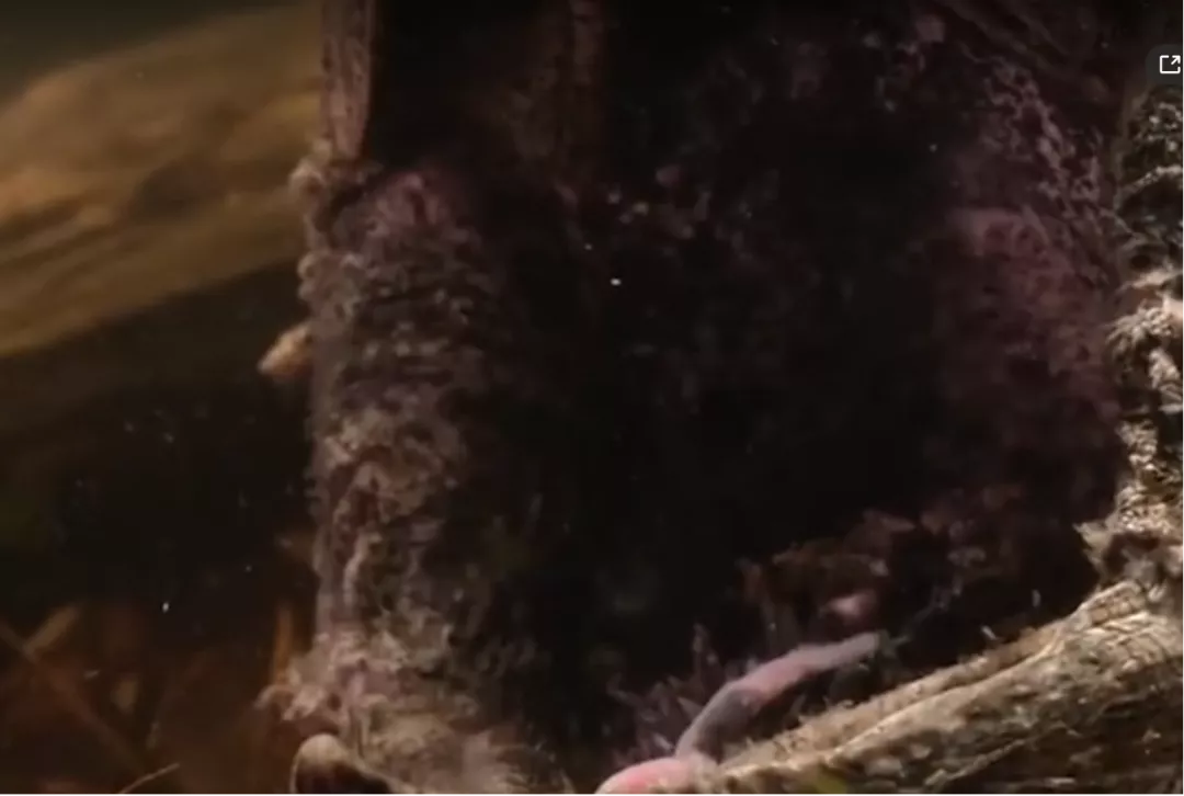 |会钓鱼的龟，钓鱼佬们要哭了