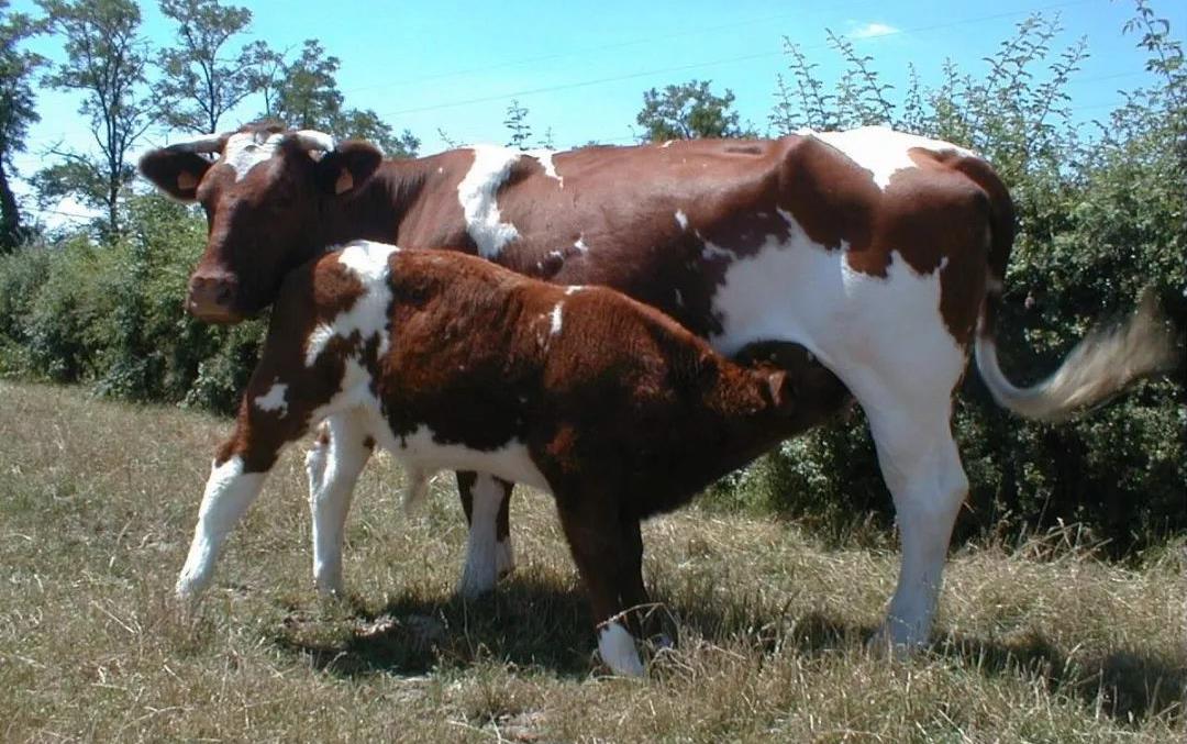 人类为什么“不吃食肉动物”?专家:食肉动物体内隐藏着危险毒素