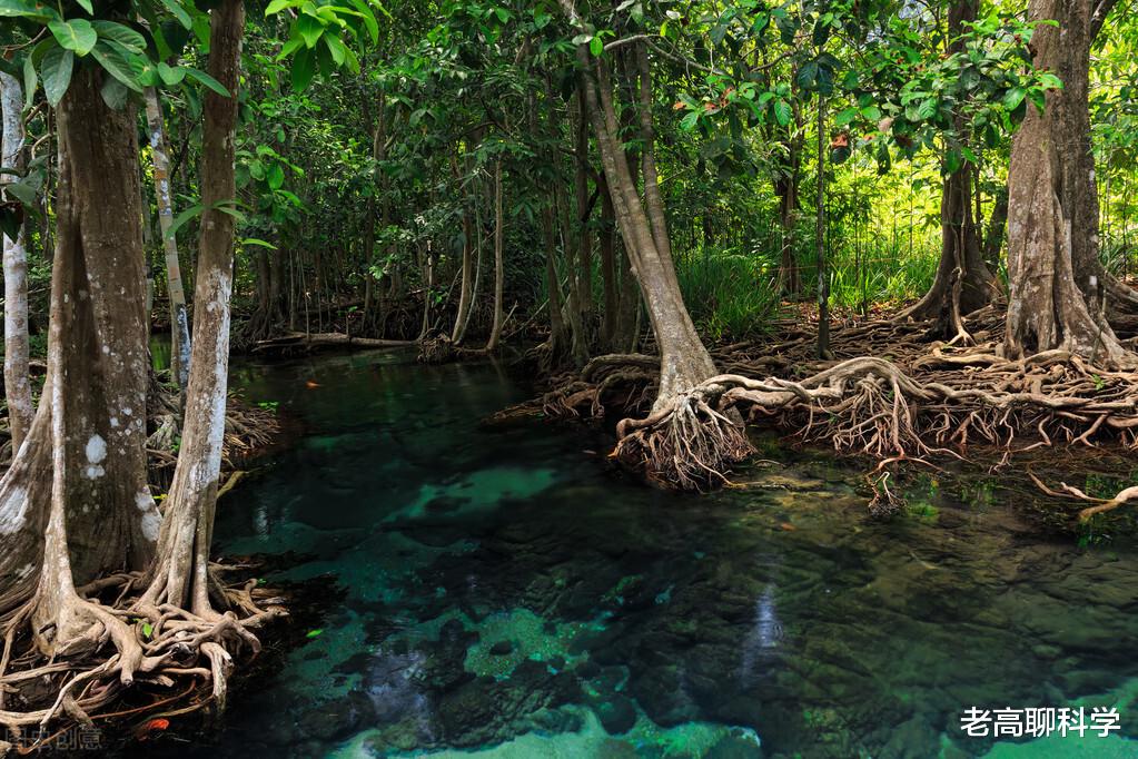老高聊科学 为什么黑虎虾入侵美国红叶林，胖得和人胳膊一样粗，我国却不够吃