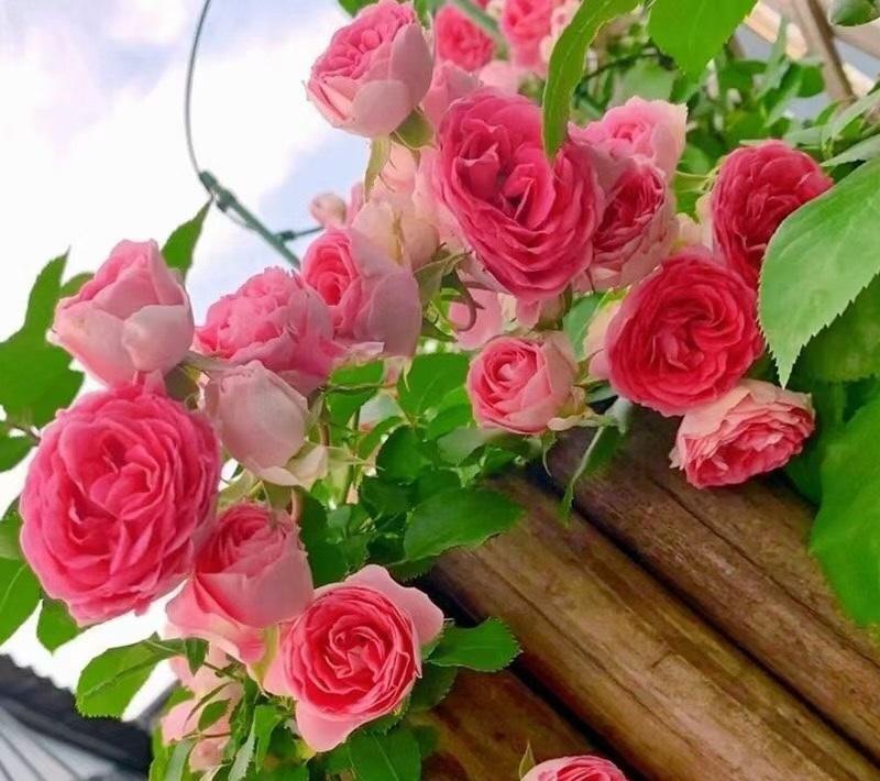 向阳园艺|蔷薇月季“胭脂扣”,适合种在庭院里,生长速度很快,花量还很大