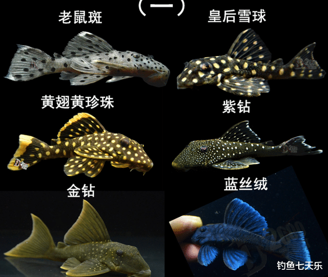 让人头疼的“清道夫”,到底有多可怕?网友:一天吃掉数千颗鱼卵