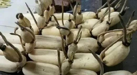 莲藕|外行吃人参，内行只吃它！两三块钱一斤，现在吃最养人！