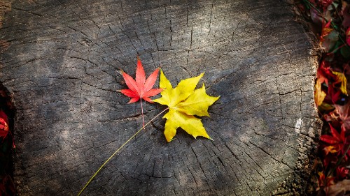 晋宝儿说星座 不是不爱，时机未到，会长时间暗恋一个人却不表白的两大星座