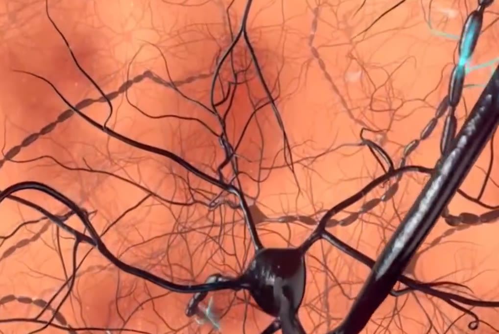 神经元 科学家建成迄今最大小鼠全脑神经元数据集
