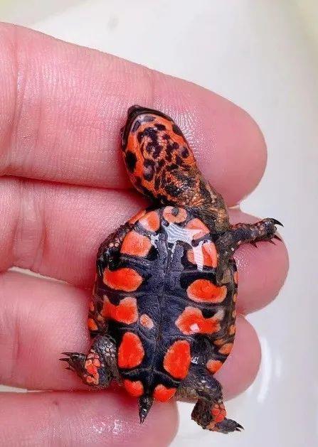 海龟 它在龟界不常露脸，但本身就有不凡的身躯