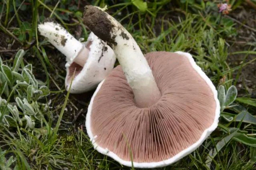 老姚说健康 5种食物被誉为“肝脏的护卫”，平常多吃点，肝脏无毒一身轻松！