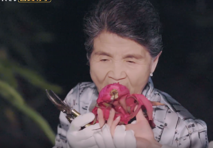 黄圣依|黄圣依带婆婆去采摘火龙果，这两个动作很多儿媳做不来！