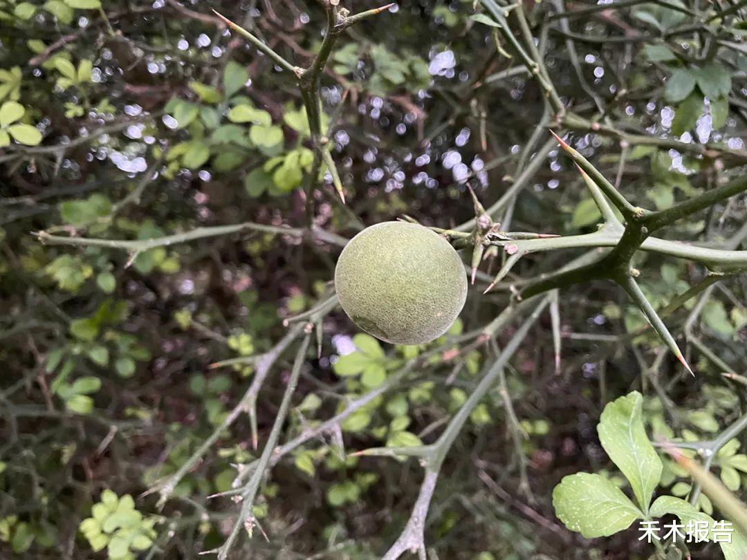 |俗称“狗逃果”，常烂一地没人要，但价值却不低，晒干20元一斤