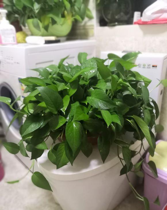 说说家装那点事儿|绿萝放在阳台上，不小心晒黄了，放在水里泡一泡，很快恢复绿意