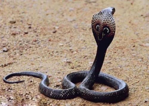 眼镜蛇|菲律宾眼镜蛇，挑衅我国银环蛇，结局如何呢？