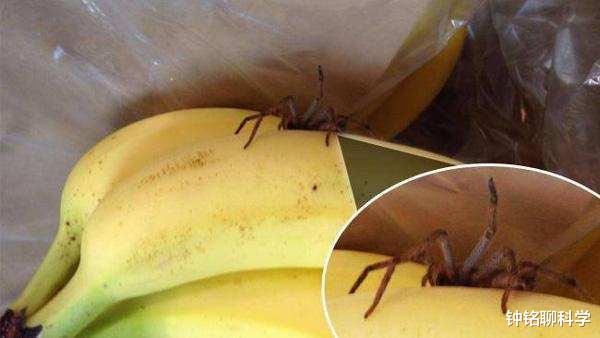 蜘蛛 世界上最毒的蜘蛛，男性被咬后，或引起持续数小时的“生理反应”